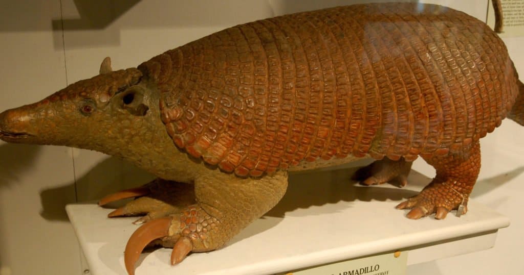 Giant Armadillo displayed at the Harvard Museum of Natural History in Boston, MA.