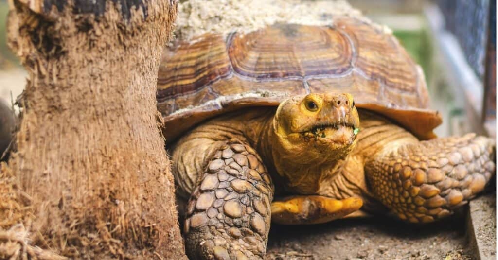 Giant Turtle in Thailand