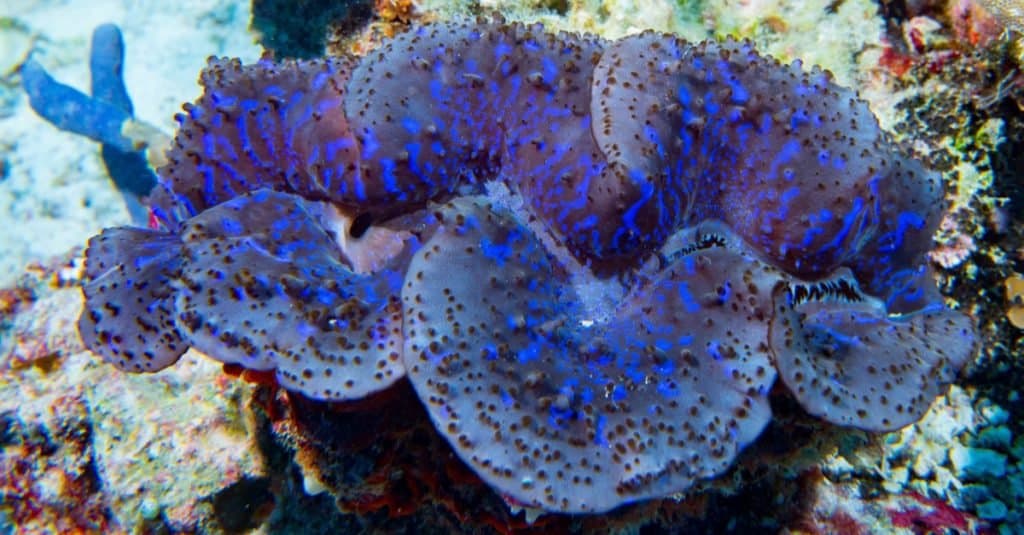 Blue color giant Tridacna clam underwater