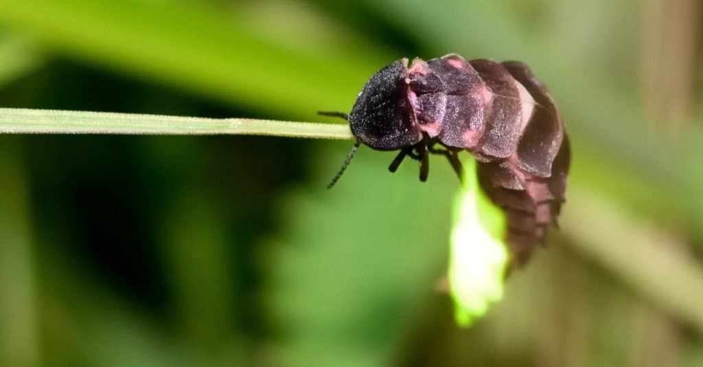 Glow-worm (Lampyris noctiluca) showing light on grass. These beetles produce light to attract mates, as this female is doing here.