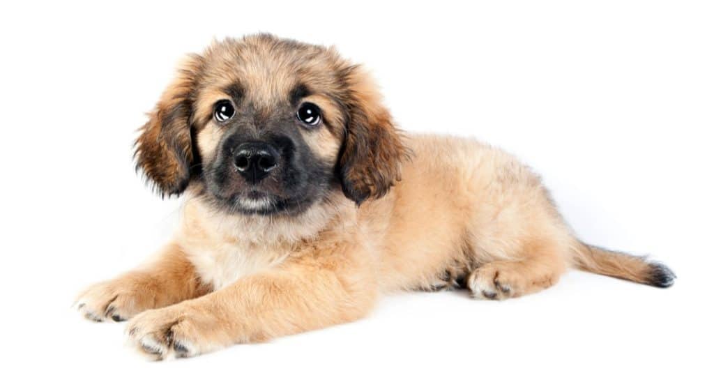 Puppy of golden retriever (shepherd), Golden Shepherd, isolated on white background.