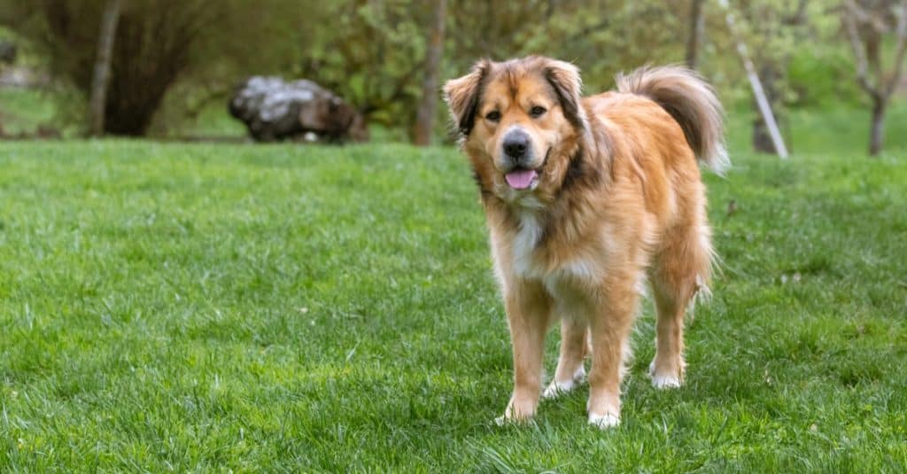 Happy golden shepherd mix dog in a grassy backyard.