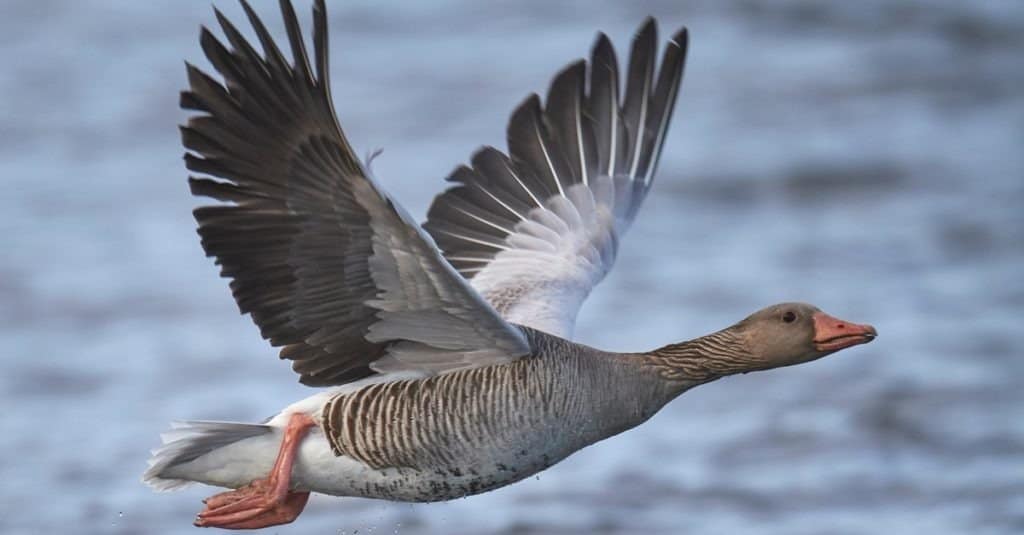 graylag goose [Anser anser]