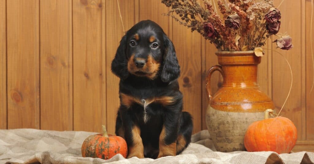 Gordon Setter Puppy