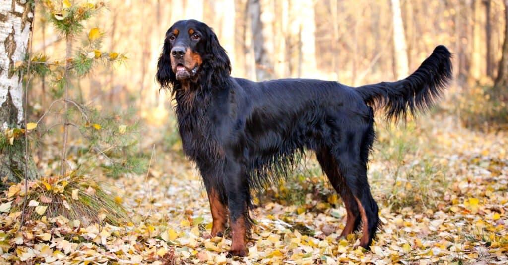 Gordon Setter in Autumn Leaves