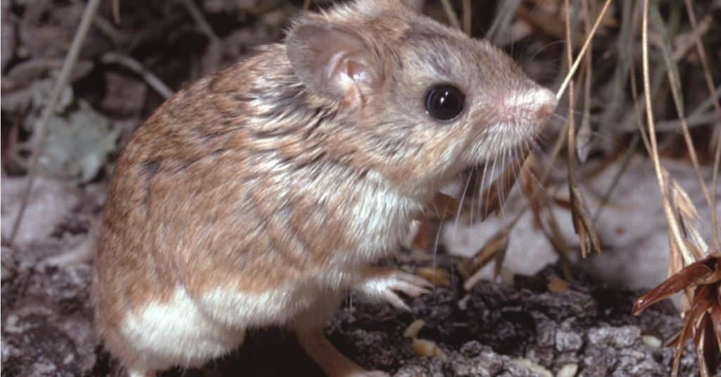 Northern Grasshopper Mouse sniffing the air, looking for prey.