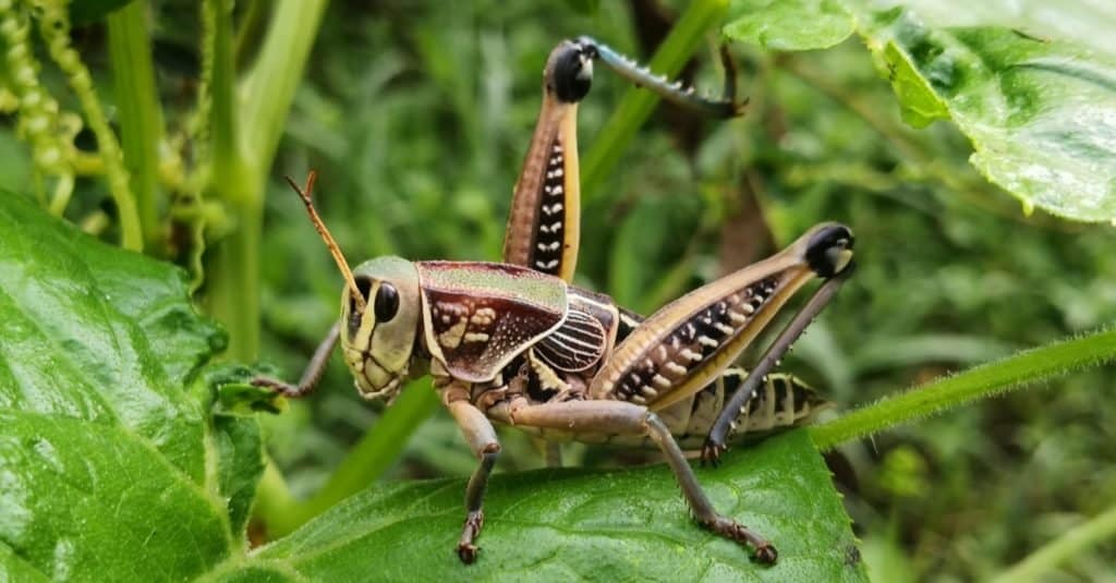 Eastern lubber grasshopper