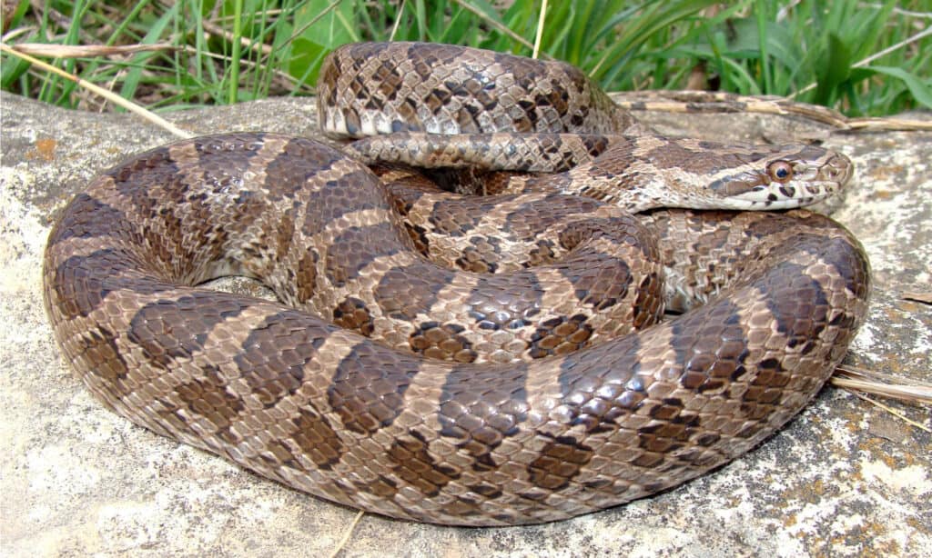 Great Plains Rat Snake coils up and shakes its tail in an effort to scare away threats.