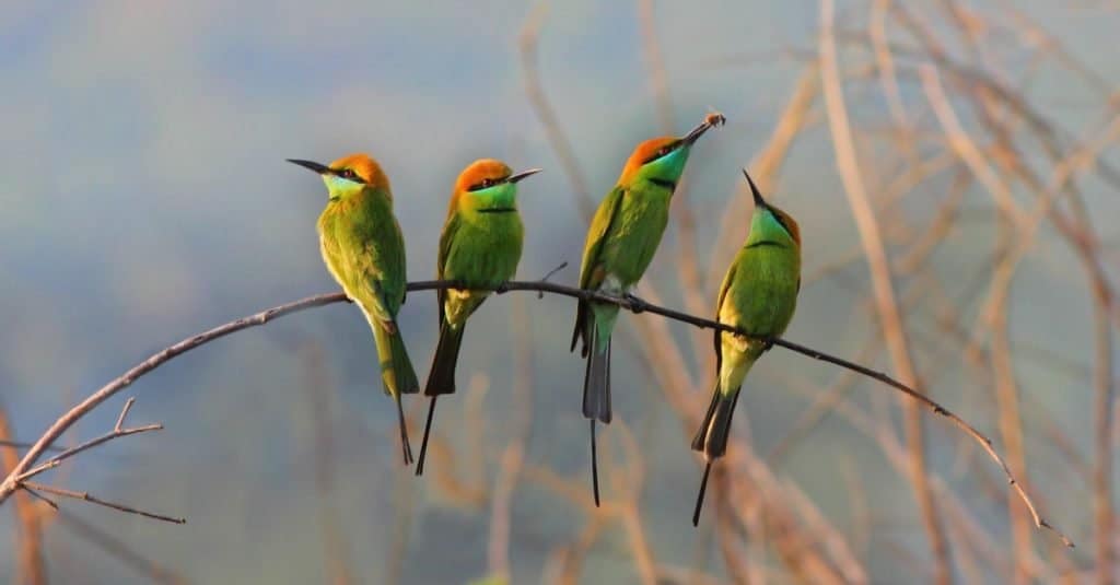 Green Bee-eater/ little green bee-eater