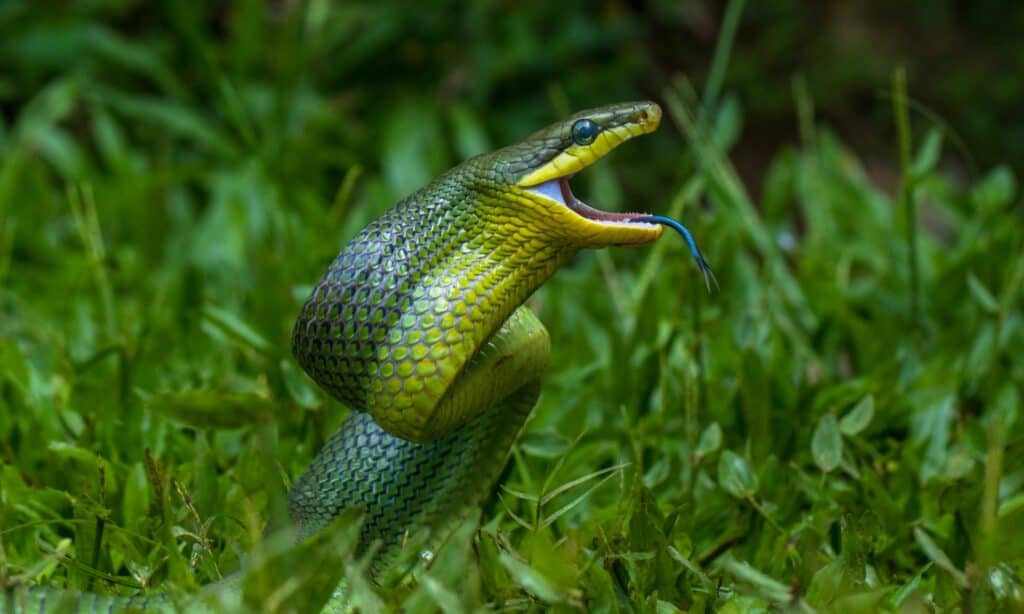 Green Rat Snake