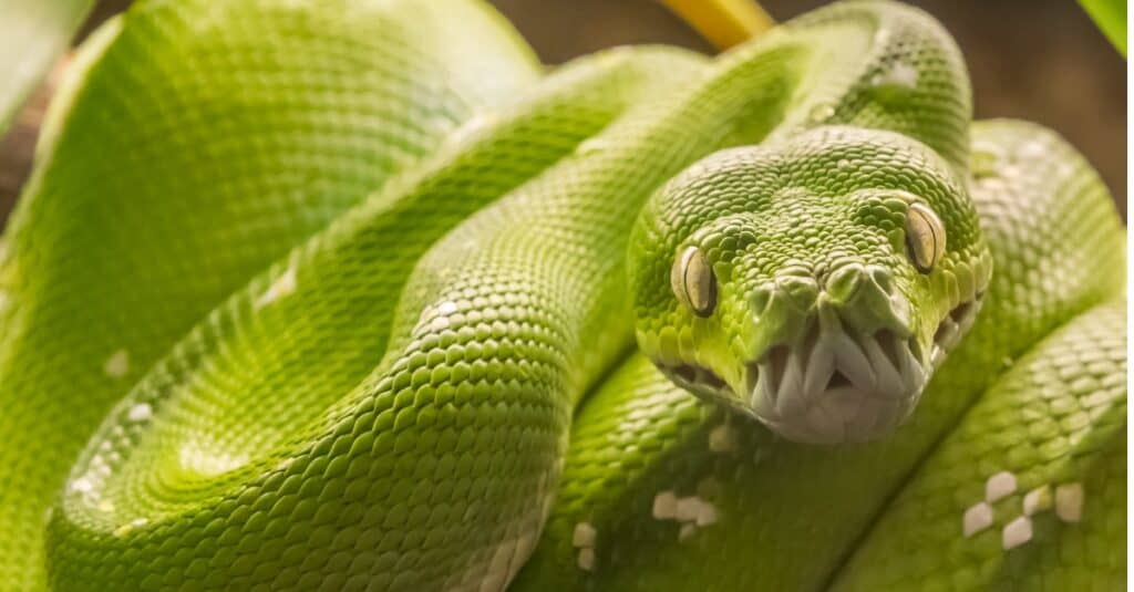 Green tree python (Morelia viridis) snake, native to New Guinea and Indonesia. Green tree pythons have over 100 long, sharp, backward-pointing teeth designed to bite into prey and hang on.