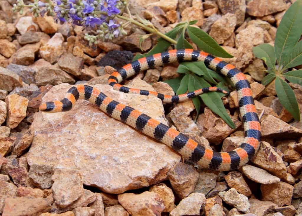 A Western Ground Snake slithers across a rock in the Mojave Desert