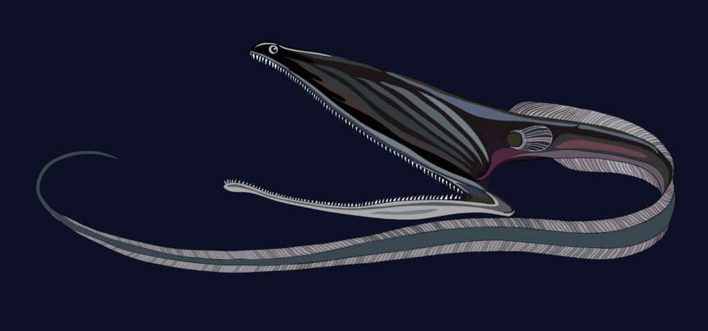 Gulper eel