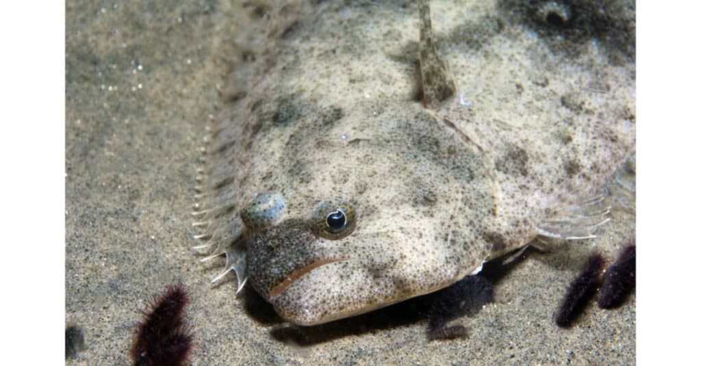 Halibut on sandy ocean bottom