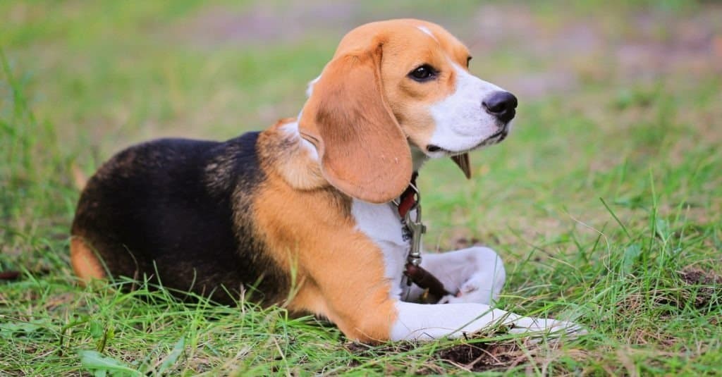 Beagle Harrier dog on the grass