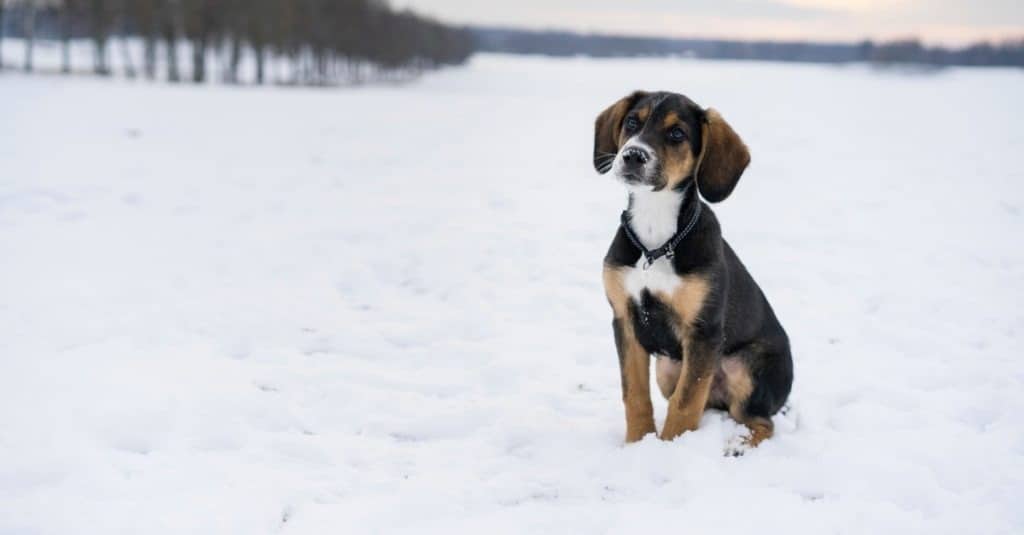 Small cute harrier puppy sitting outdoors on snow in Swedish nature and winter landscape