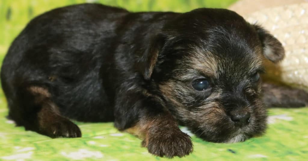 Havashire puppy lying on the grass