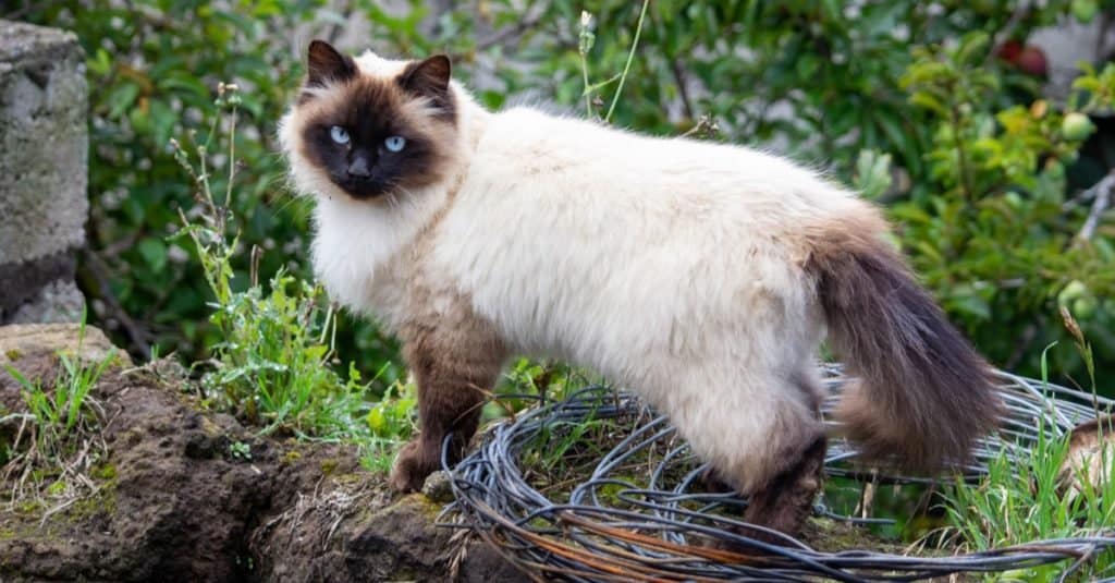 Beautiful Himalayan cat playing outside in the garden.