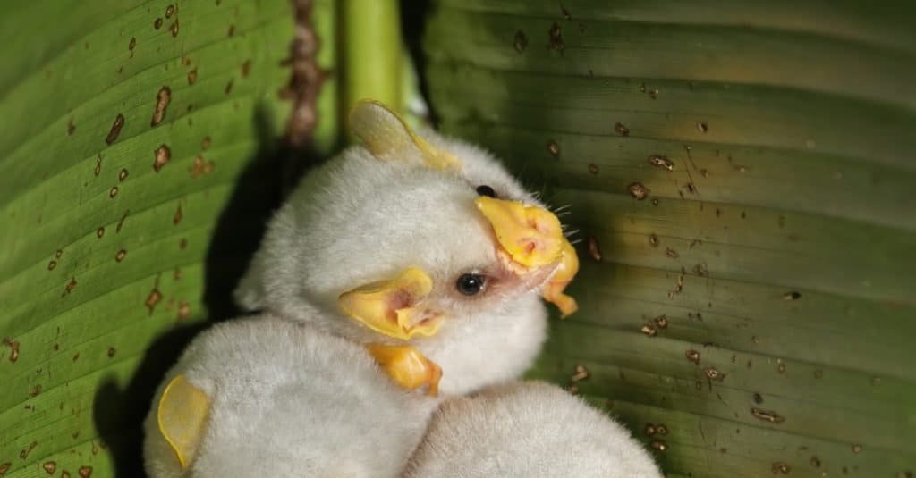 Honduran white bats (Ectophylla alba), Costa Rica