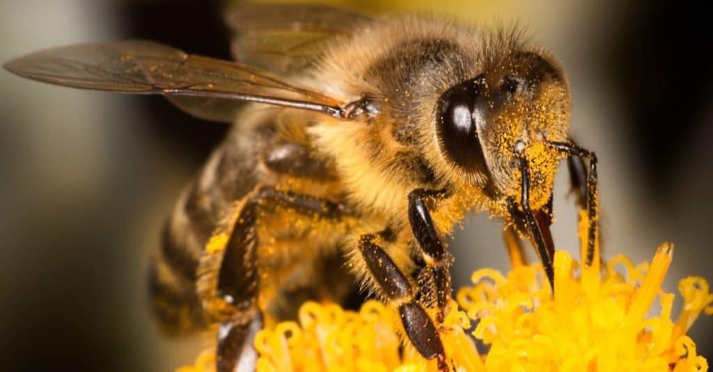 Honey Bee on Yellow Flower