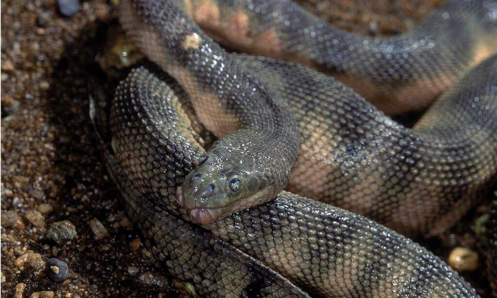 Hook-Nosed Sea Snake, Enhydrina schistosa, close up showing head detail and scales. It has a nose that is longer than it is wide and shorter than the sides, with scales that are larger than those elsewhere on its body.