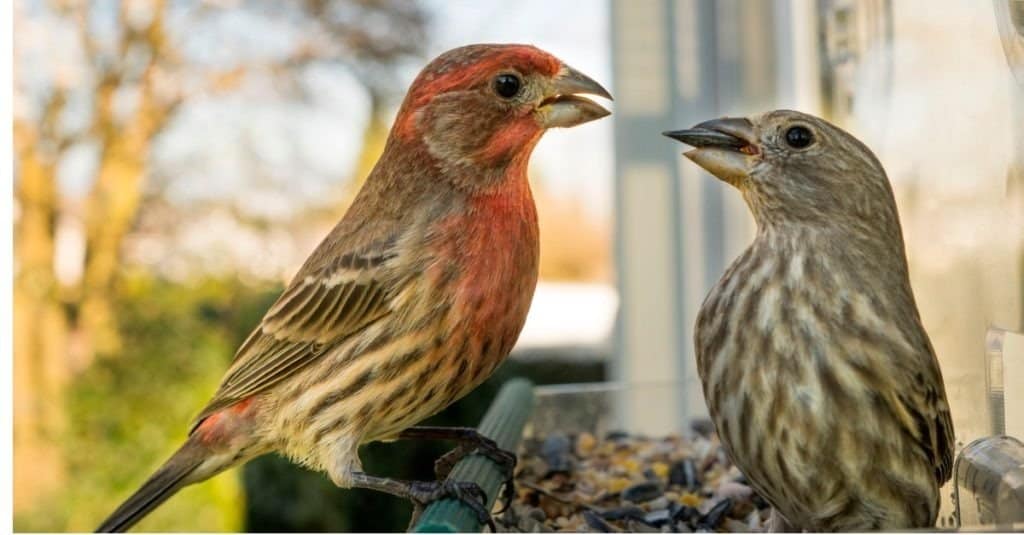 A Male House Finch tries to snatch food from the mouth of a female, two birds in the feeder