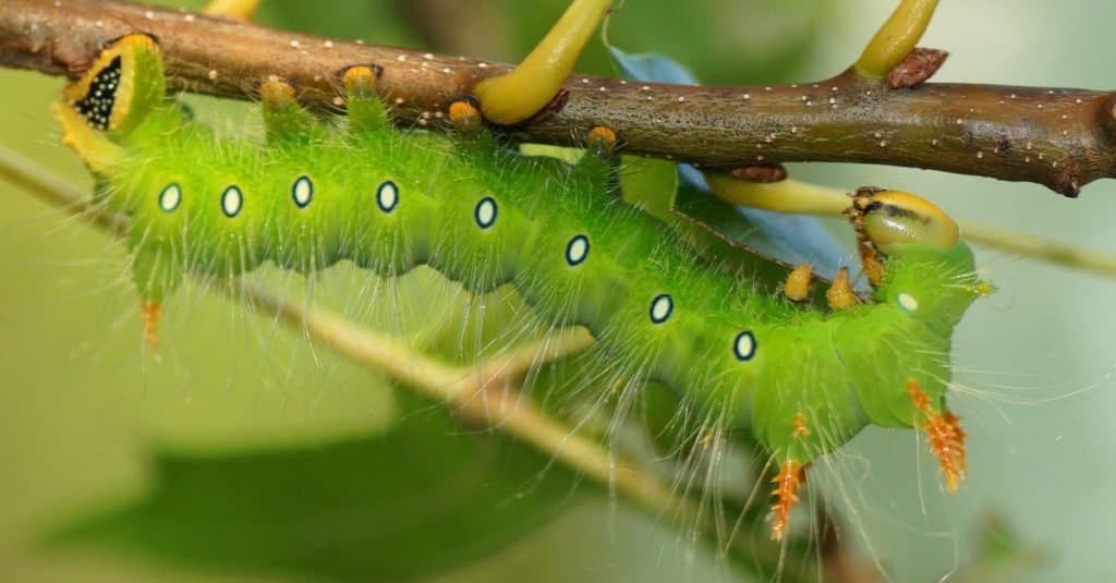 Imperial moth in caterpillar stage