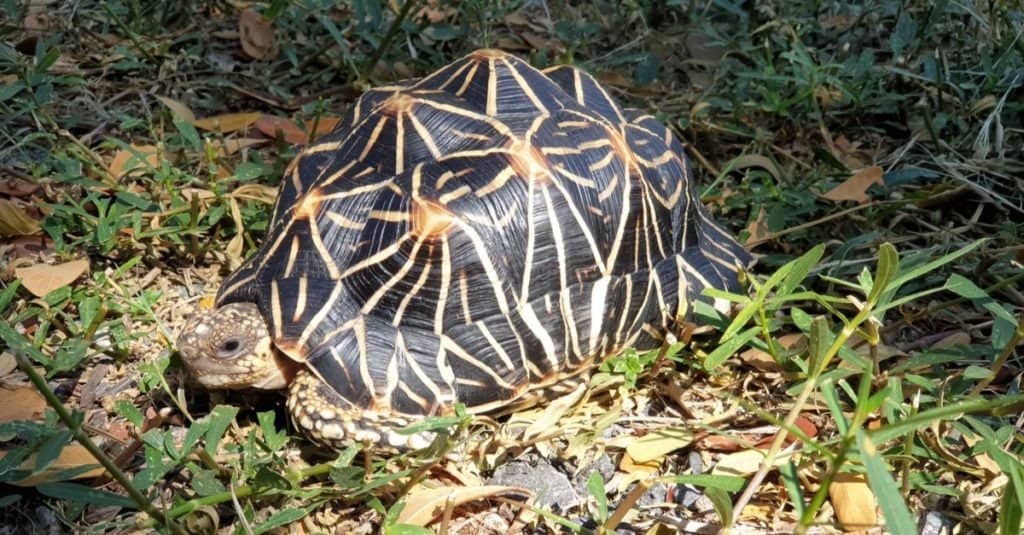 Indian star tortoise feeding