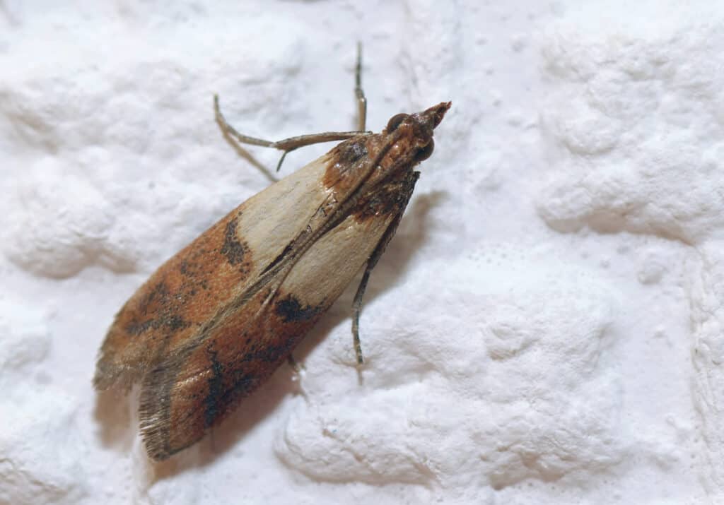 Indianmeal moth