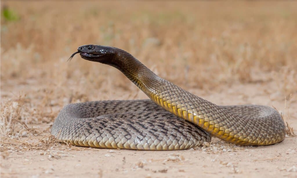 Inland Taipan Snake, a snake similar to the Central Ranges Taipan. The Central Ranges Taipan has a brown light weight body with a pale head that resembles the coastal taipan.