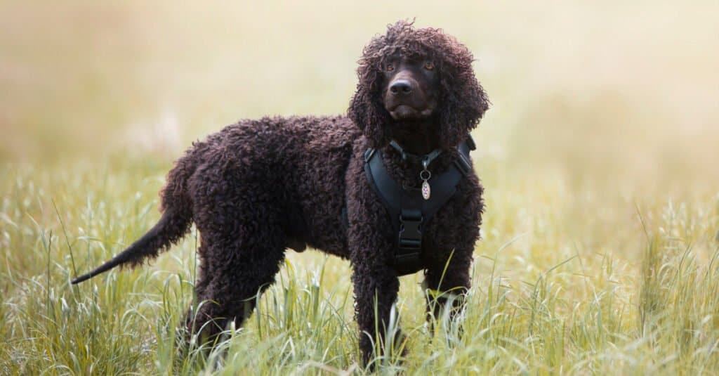 Irish water spaniel - regal in the field