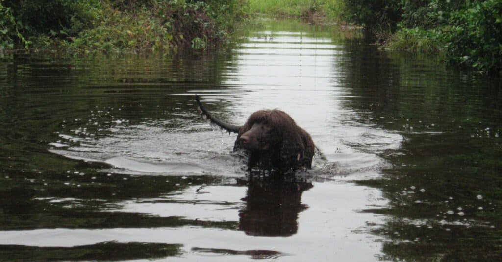 Irish water spaniel - swimming in the creek