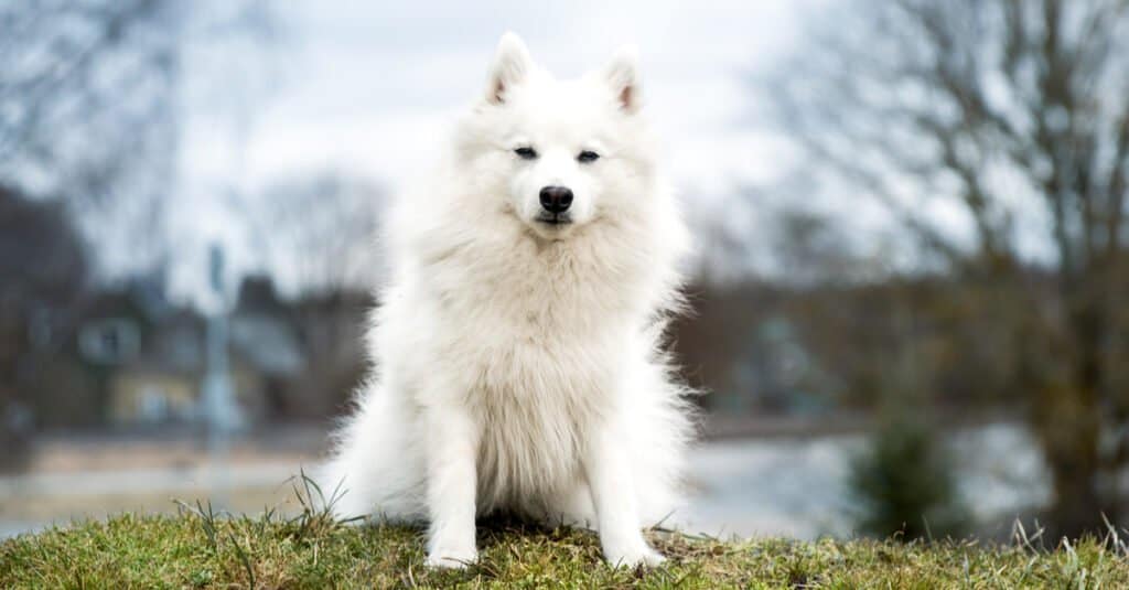 Japanese spitz- sitting