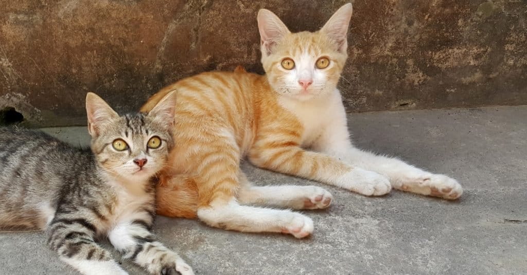 Two Javanese cats resting outside in the garden.