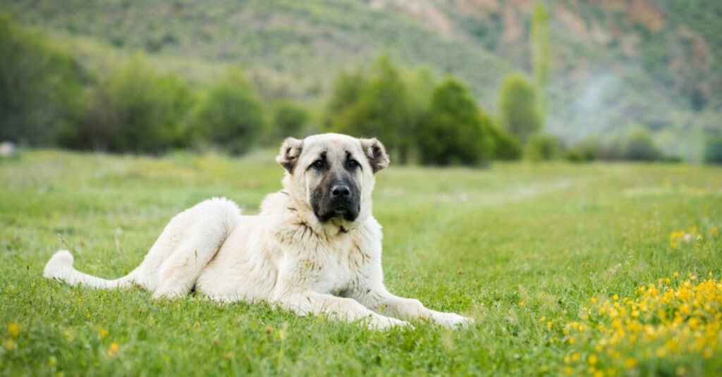 Kangal lying in a field