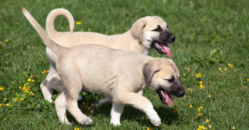 Kangal puppies