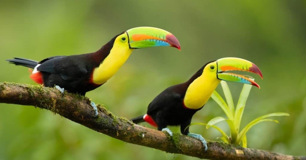 Keel-billed toucan (Ramphastos sulfuratus), also known as sulfur-breasted toucan or rainbow-billed toucan, is a colorful Latin American member of the toucan family.