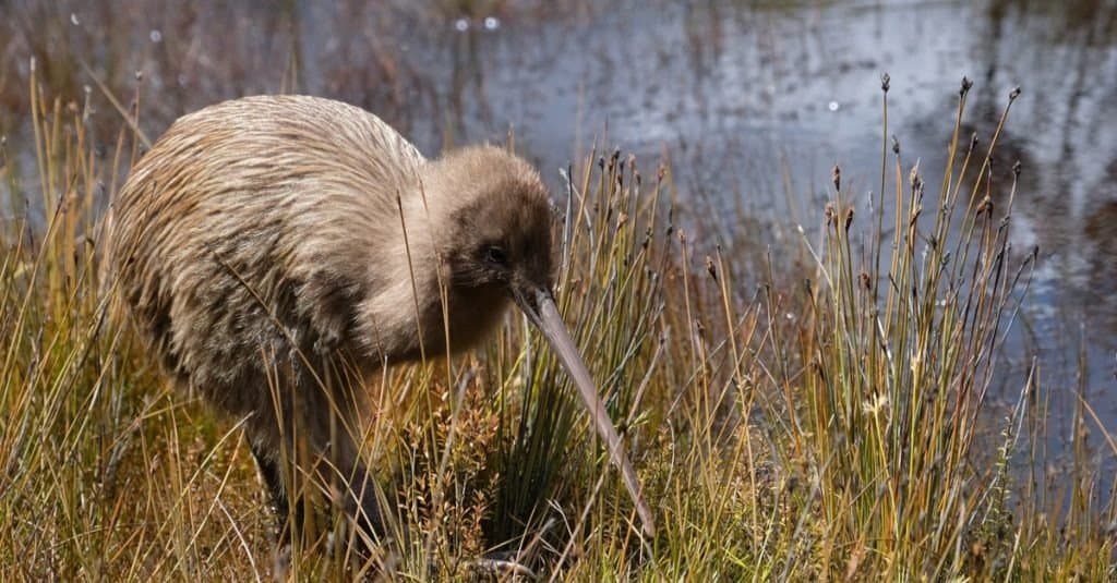 Endangered New Zealand kiwi bird