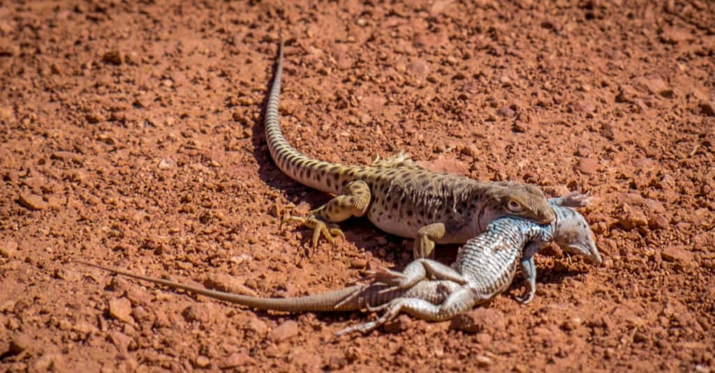 Longnosed leopard lizard (Gambelia wislizenii) eats a tiger whiptail (Aspidoscelis tigris) in Grand Staircase-Escalante National Monument, Utah, USA.