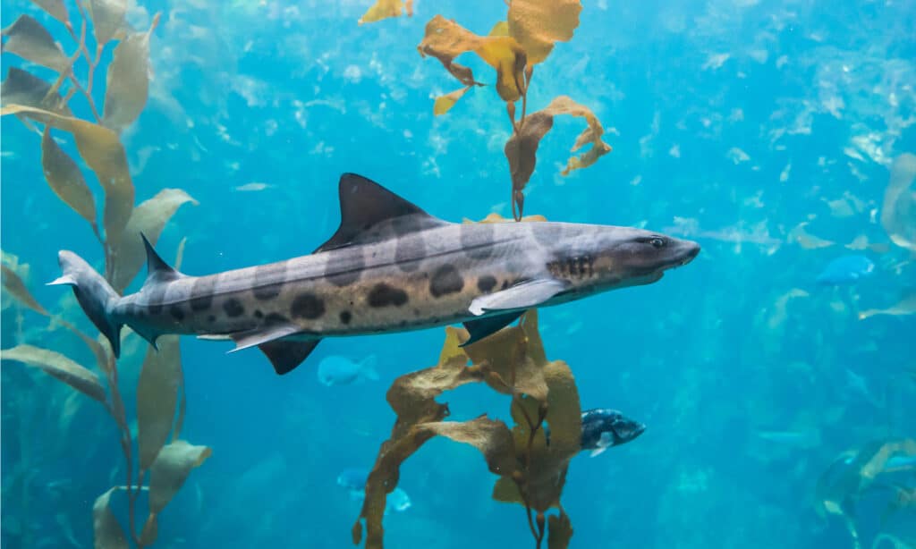 A leopard shark (Triakis semifasciata) swims in a kelp bed along the Pacific Coast of California.