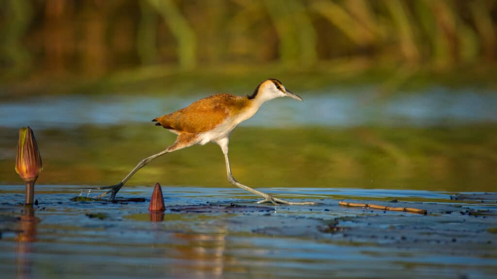 Lesser jacana