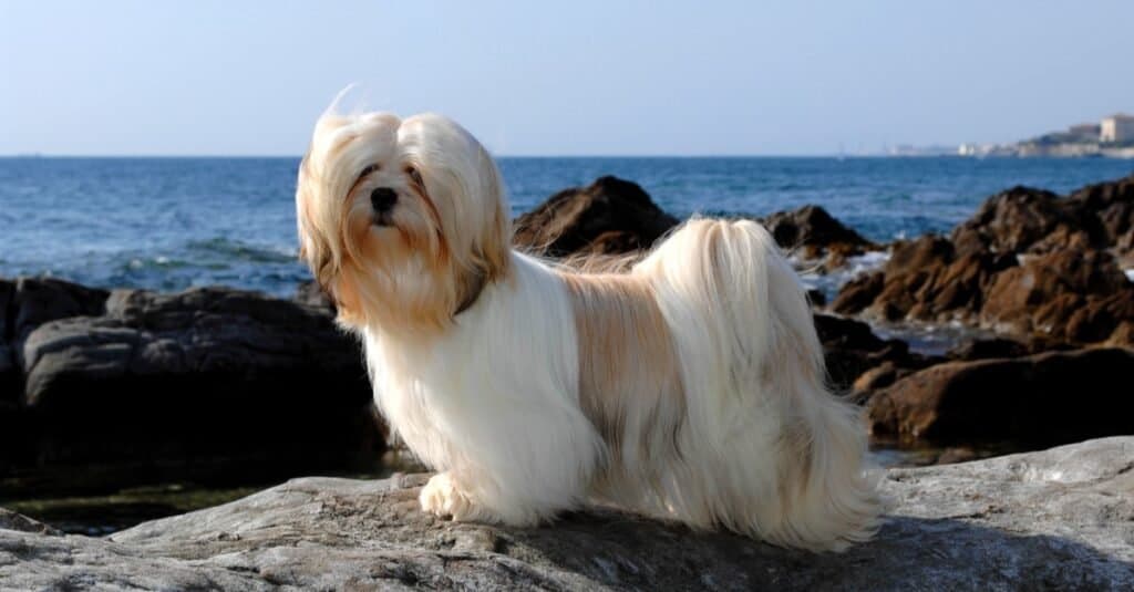 Lhasa Apso dog playing at the sea.