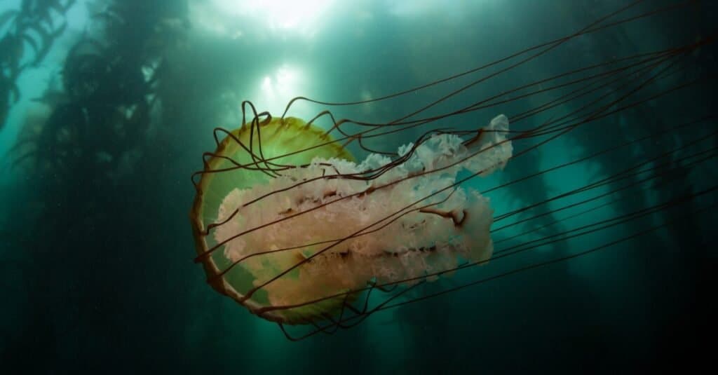 A Lion's mane jellyfish (Cyanea capillata) swims next to a kelp forest off the coast of Monterey, California. This giant stinging jelly can grow huge with tentacles reaching over 100 ft long.