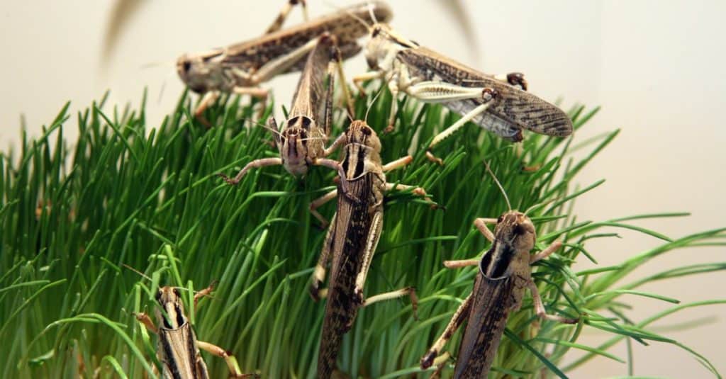 Desert locust (Schistocerca gregaria) eating green grass.