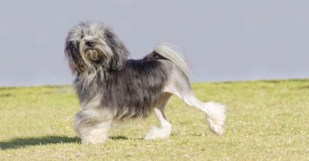 A black,gray and white petit Lowchen (little lion dog) walking on the grass.