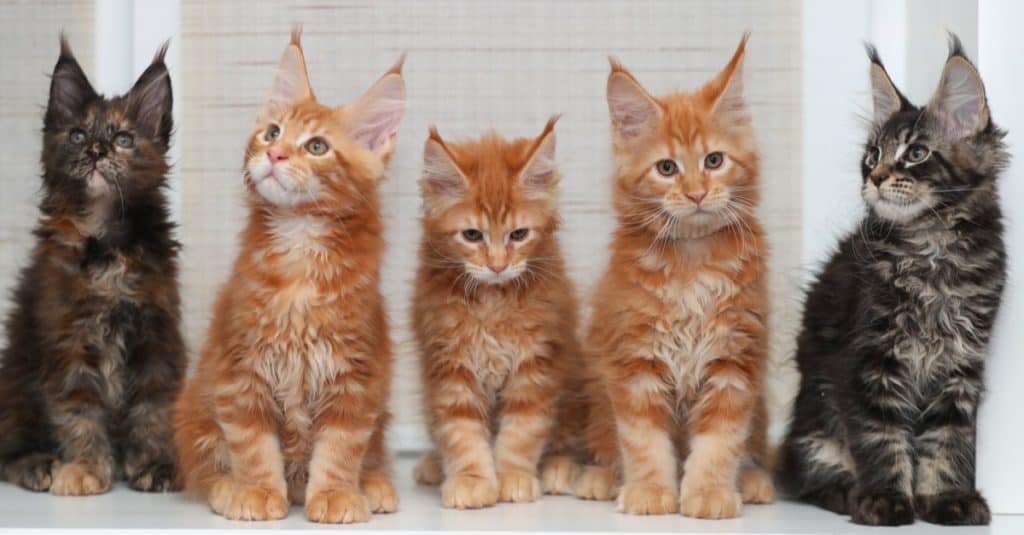 Three red and two dark Maine Coon kitten sitting on the windowsill