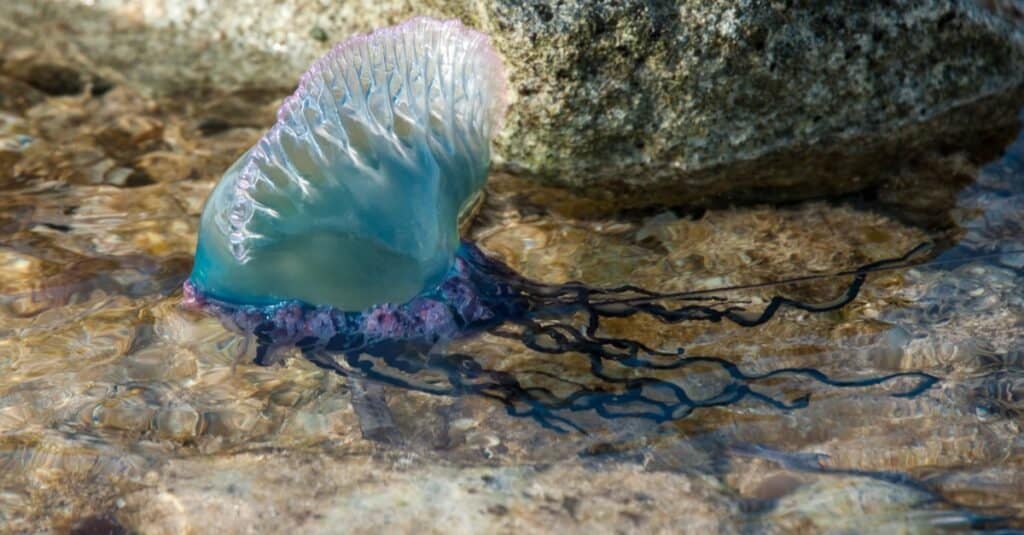 Portuguese Man of War drifting in a pool.