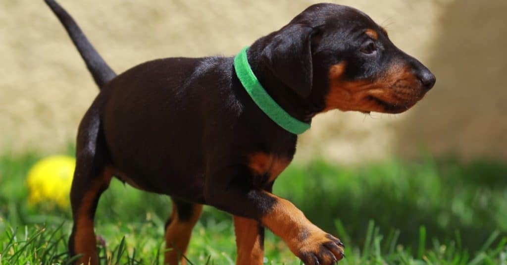 Manchester Terrier puppy