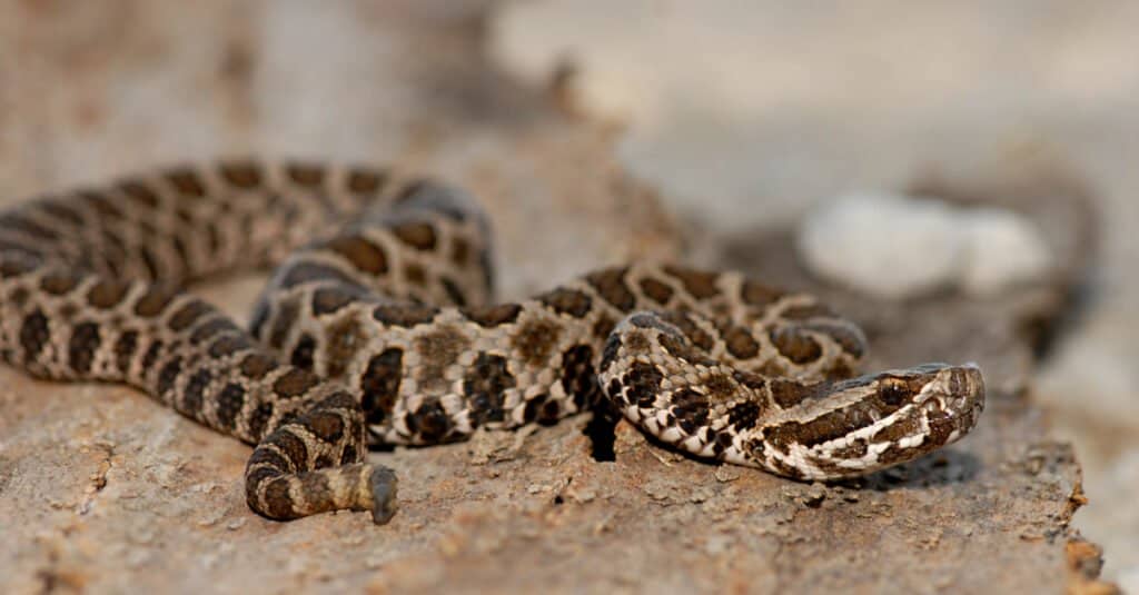 Massasauga on a rock