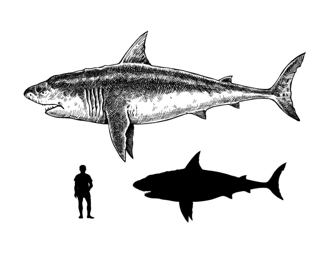 Megalodon Vs. Great White